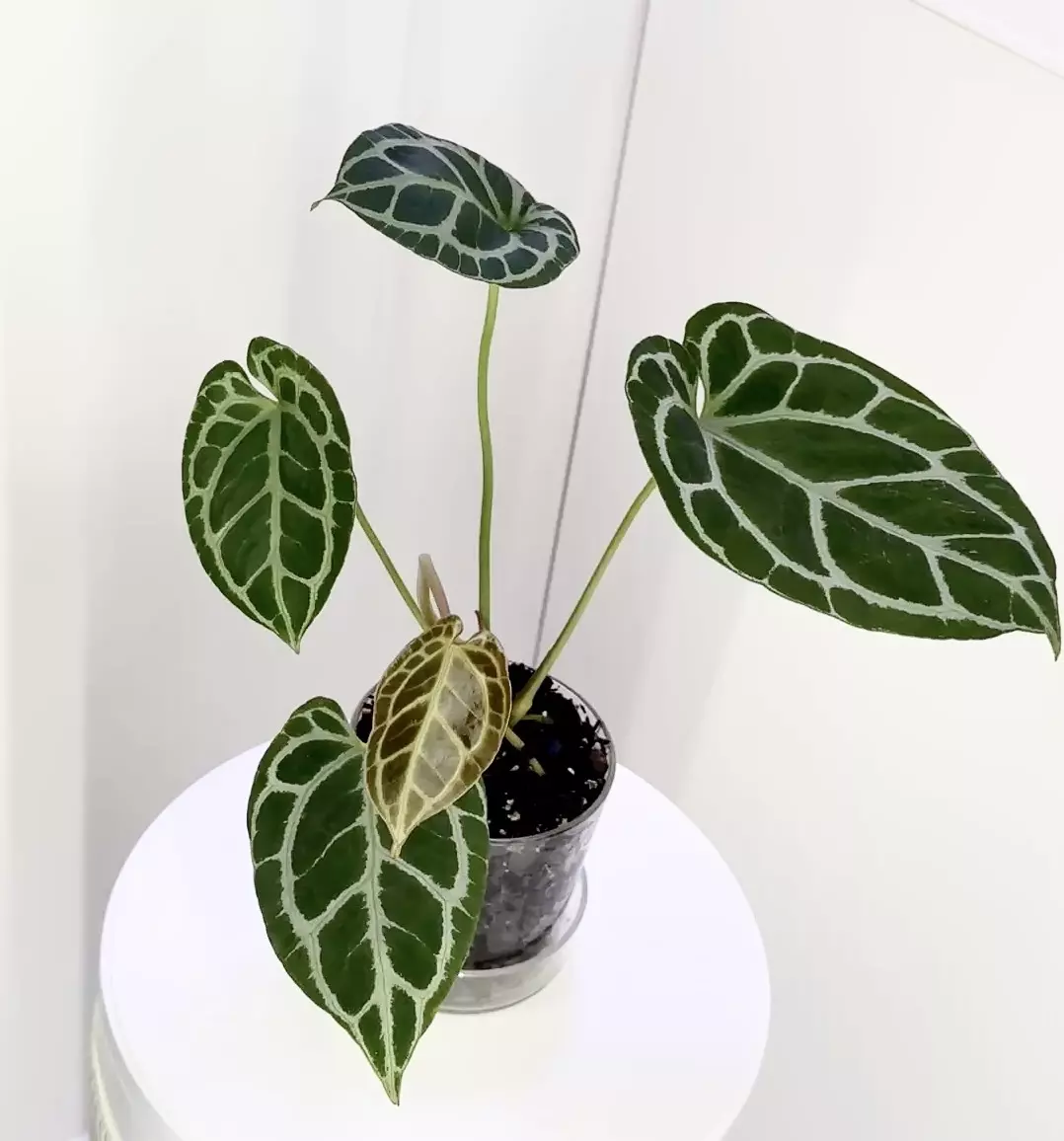 plant/Anthurium Jungle Giant x “Purple Yurple” from Wildroots Ambient Acclimated-0