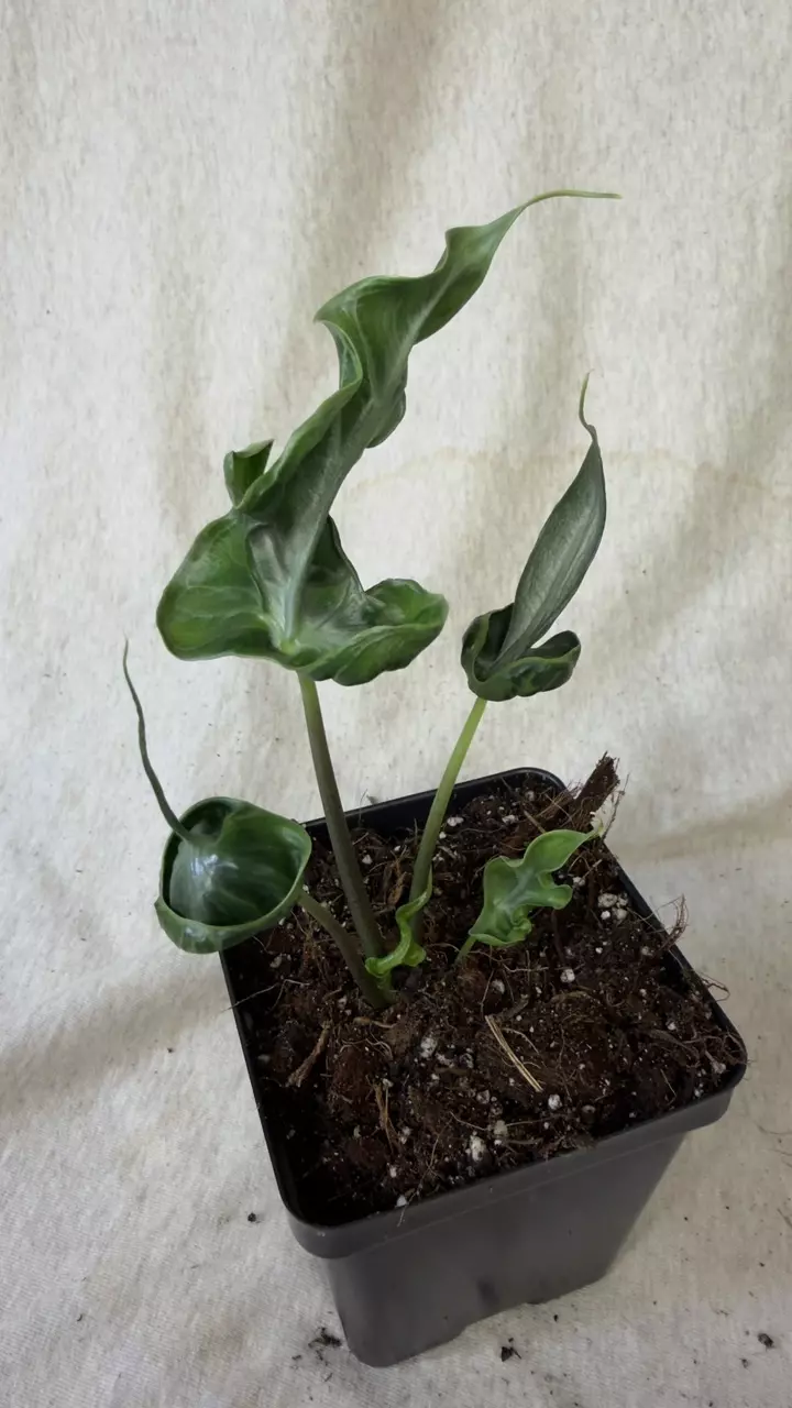 plant/Alocasia Teletubbies - Grower’s Choice-0