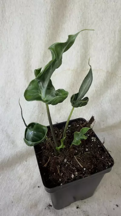 plant/Alocasia Teletubbies - Grower’s Choice-0-thumbnail