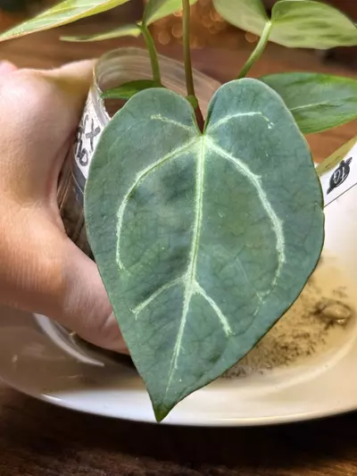 plant/A. Dress X x (Pap Legend x Rio WT)-2-thumbnail