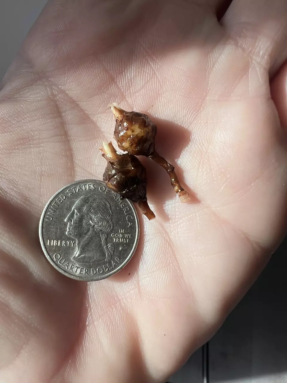 plant/Alocasia Azlanii Pink/Albo Corm-6