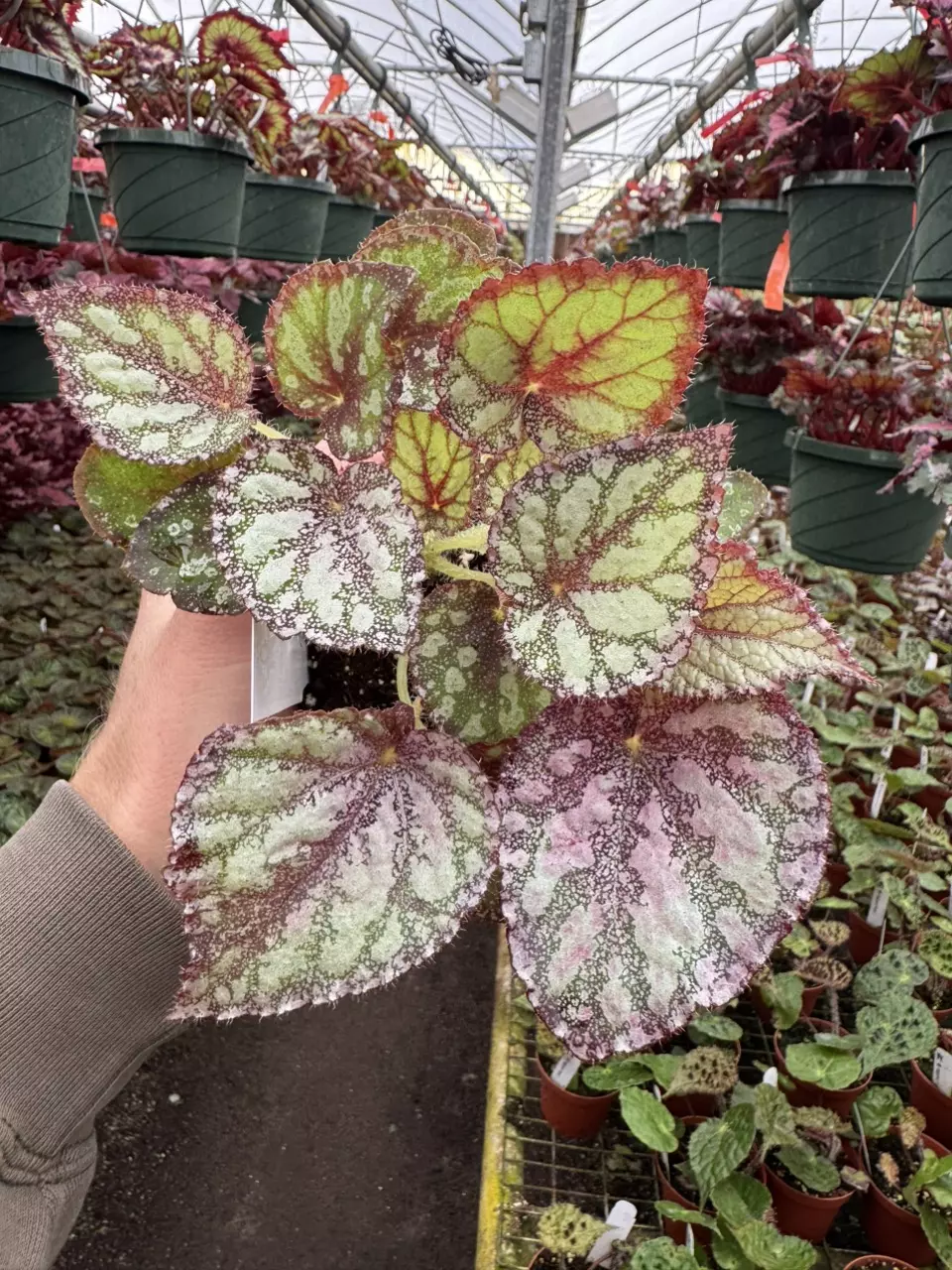 plant/Harmonys peace 4” pot growers choice-0