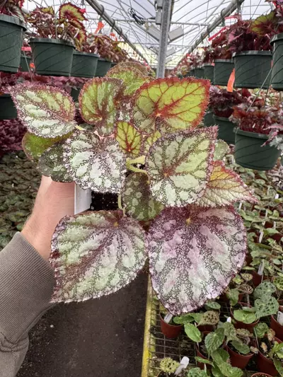 plant/Harmonys peace 4” pot growers choice-0-thumbnail