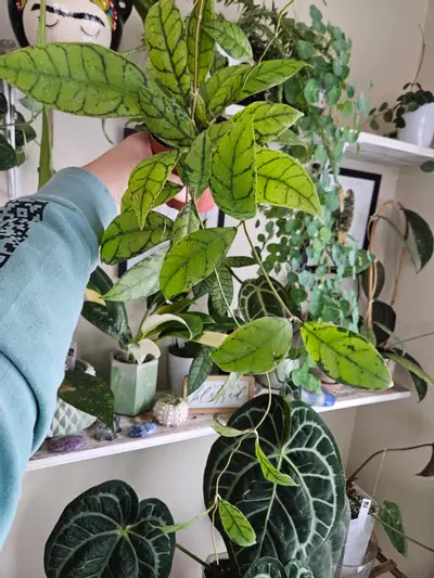 plant/Hoya callistophyla black cat-3-thumbnail