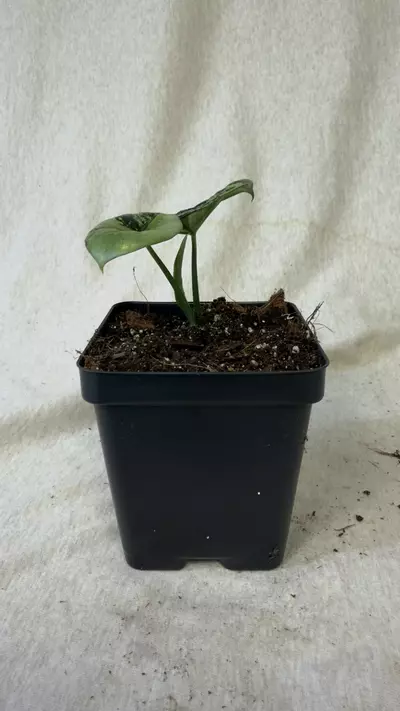 plant/Alocasia Sinuata Variegated - Exact Plant-3-thumbnail