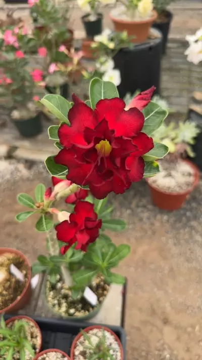 plant/Adenium Obesum Hybrid Mix-2-thumbnail