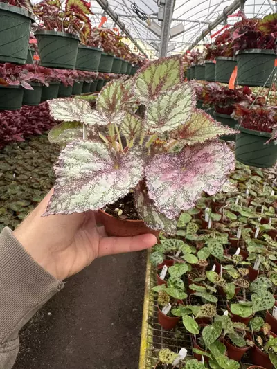 plant/Harmonys peace 4” pot growers choice-4-thumbnail