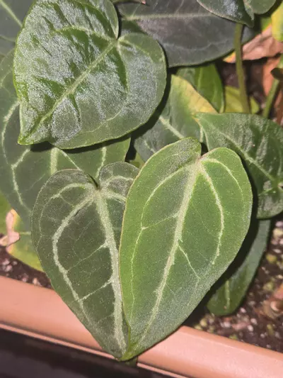 plant/Forgetii x Red Crystallinum-5-thumbnail