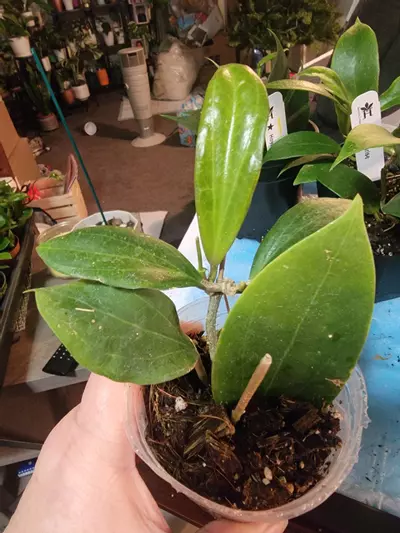 plant/Hoya Quinquenervia-0-thumbnail