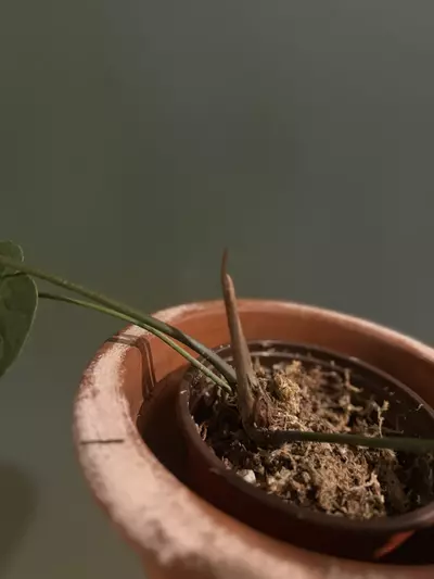 plant/Anthurium Metallicum-3-thumbnail