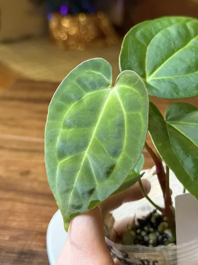 plant/A. Pap X x (DB Brielle x RC) *This one is extra 🔥-0-thumbnail