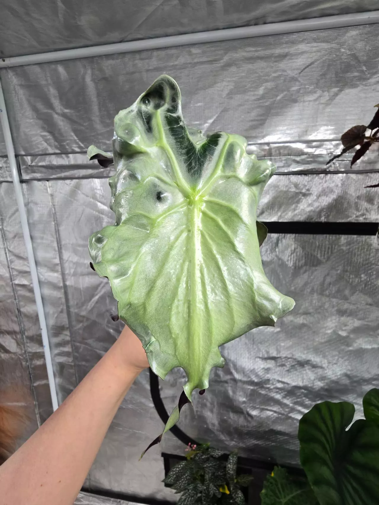 plant/Alocasia Venom Pup #0047-1