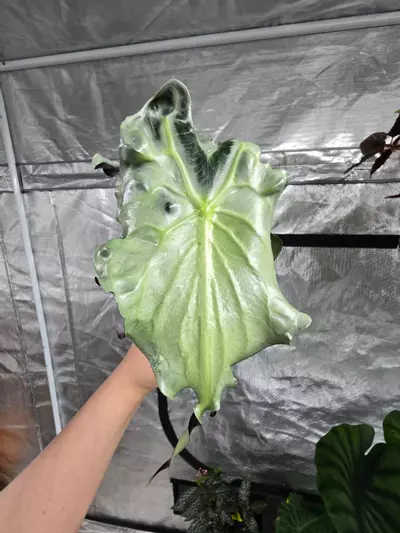 plant/Alocasia Venom Pup #0047-1-thumbnail