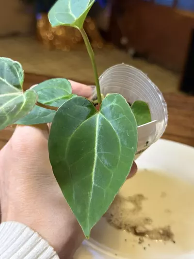 plant/A. Pap X x (DB Brielle x RC)-4-thumbnail