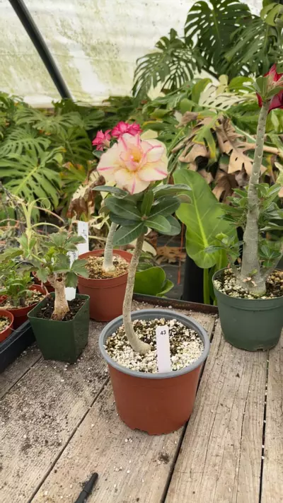 plant/Adenium Obesum Hybrid Mix-4-thumbnail
