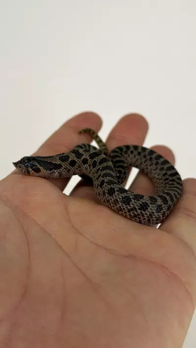 plant/Sable hognose male-4-thumbnail