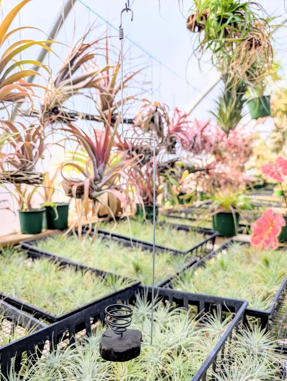 plant/H15 Wood w/ Wire Airplant Hanger-0