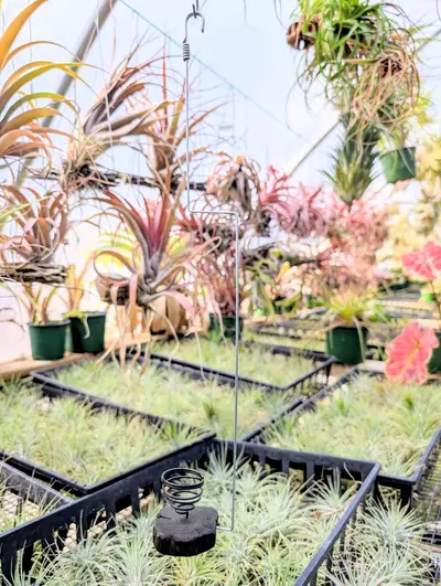 plant/H15 Wood w/ Wire Airplant Hanger-0-thumbnail