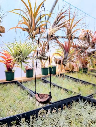 plant/H16 Walnut Airplant Hanger-0-thumbnail