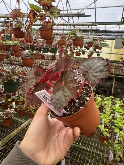 plant/Begonia midnight magic 4” pot growers choice-5-thumbnail