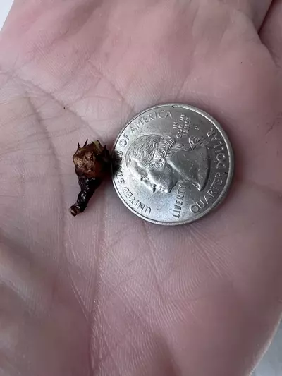 plant/Alocasia Watsoniana Pink Corms-6-thumbnail