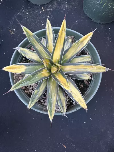 plant/Agave sunking-3-thumbnail
