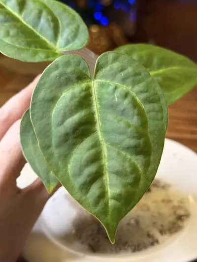 plant/A. Dress X x (Pap Legend x Rio WT)-1-thumbnail