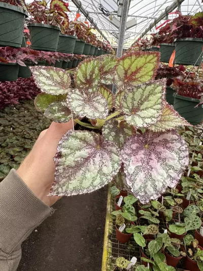 plant/Harmonys peace 4” pot growers choice-3-thumbnail