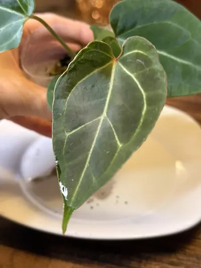 plant/A. Pap X x (DB Brielle x RC)-0-thumbnail