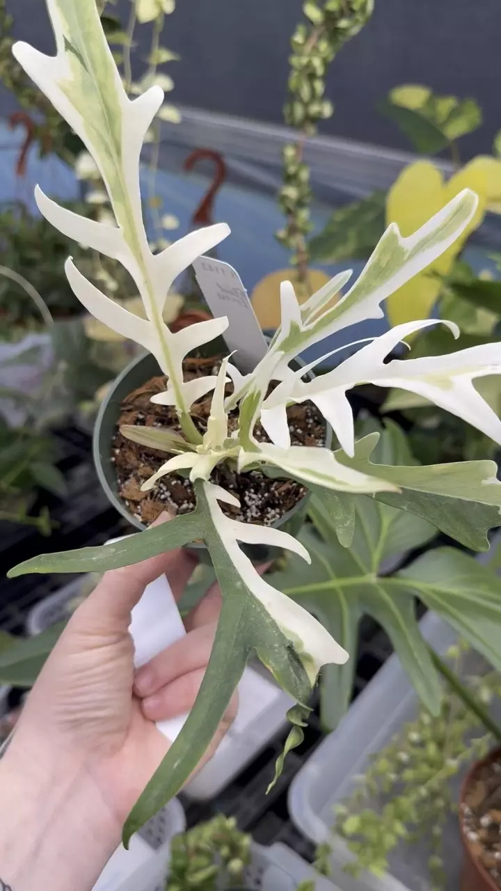 plant/PL1143: Albo Mint Tortum-1