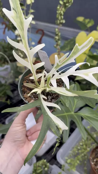 plant/PL1143: Albo Mint Tortum-1-thumbnail