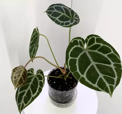 plant/Anthurium Jungle Giant x “Purple Yurple” from Wildroots Ambient Acclimated-1-thumbnail