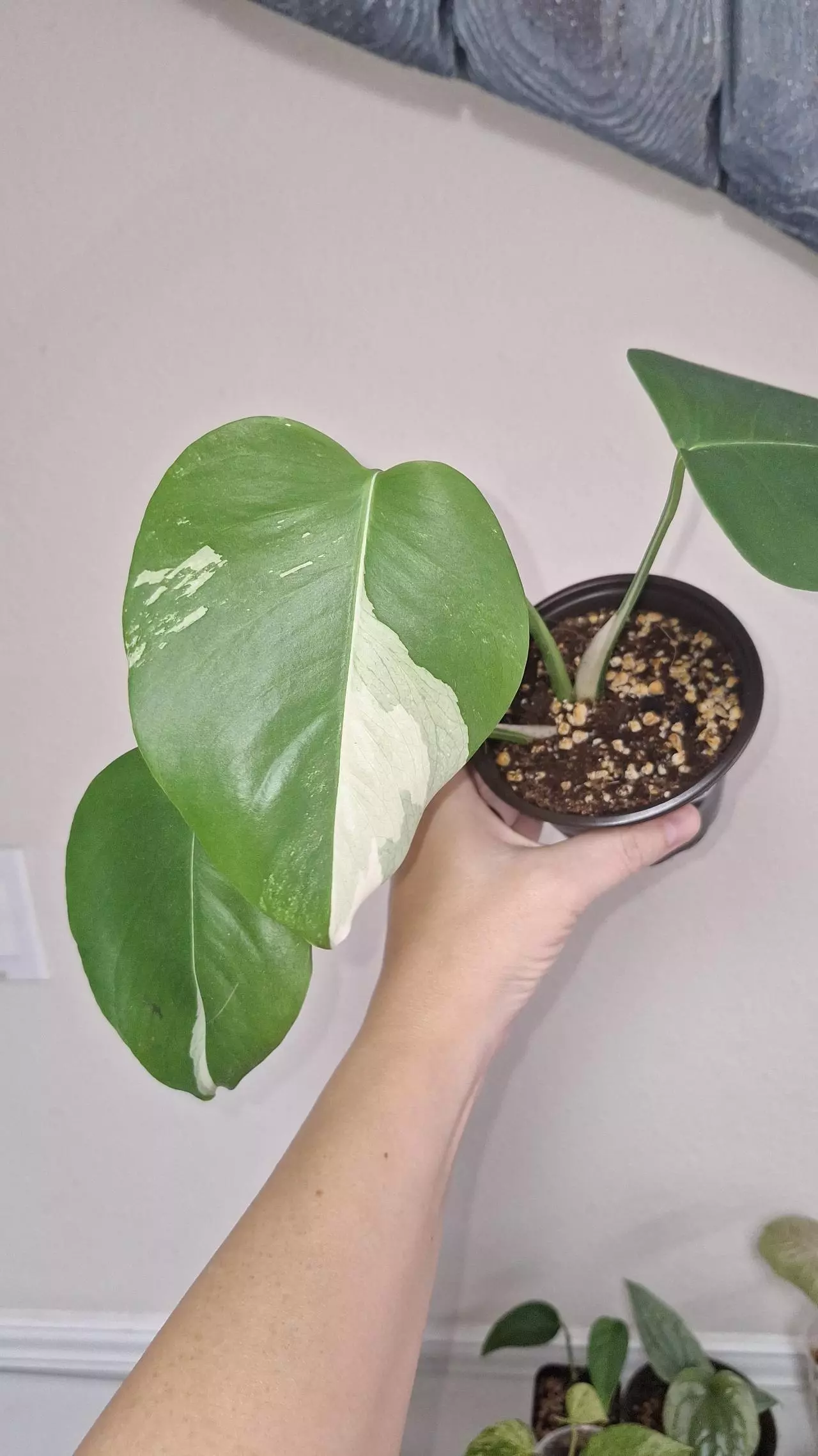 plant/Monstera Deliciosa Albo-2