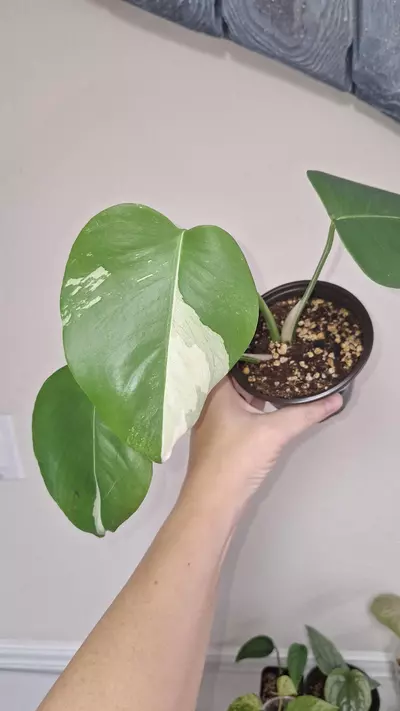 plant/Monstera Deliciosa Albo-2-thumbnail