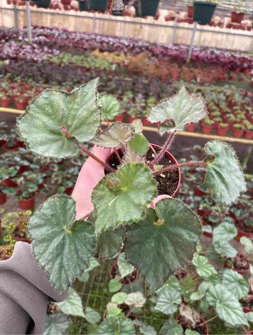 plant/Begonia nite satin 4” pot growers choice-1