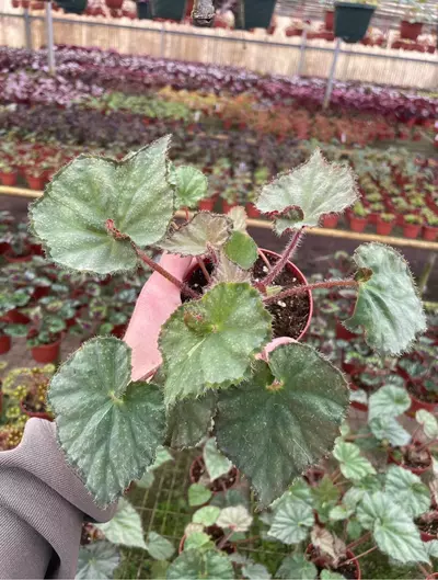 plant/Begonia nite satin 4” pot growers choice-1-thumbnail