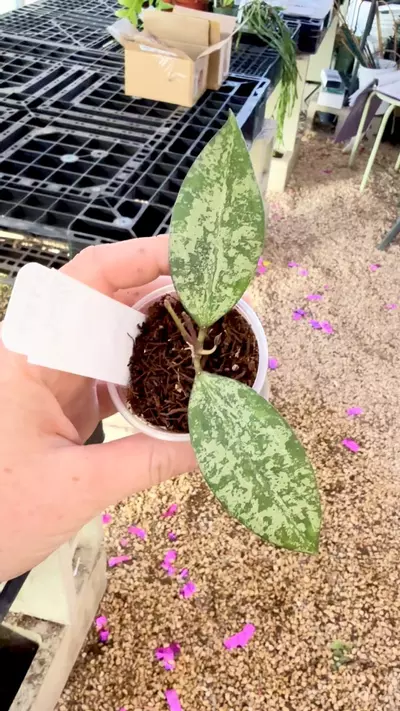 plant/PL3187: Hoya Queen Elizabeth-0-thumbnail
