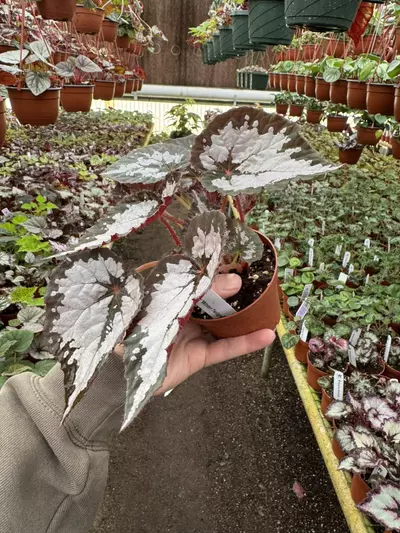 plant/Harmony‘s winter twilight 4 inch pot growers’s choice-3-thumbnail