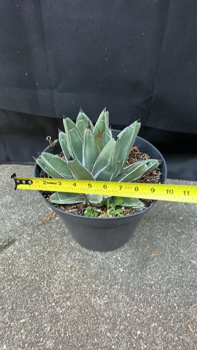 plant/Agave Nickelsea (wide leaf form)-3-thumbnail