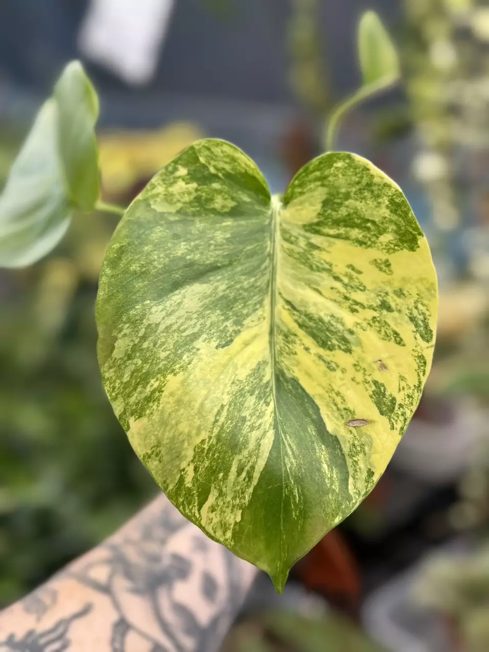 plant/PL3195: Monstera Marilyn-0