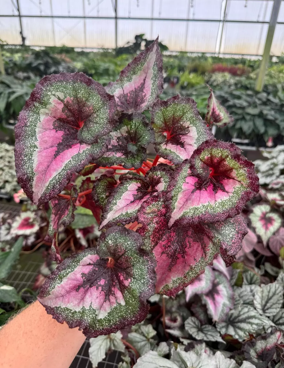 plant/Harmony love potion 4” pot growers choice-1