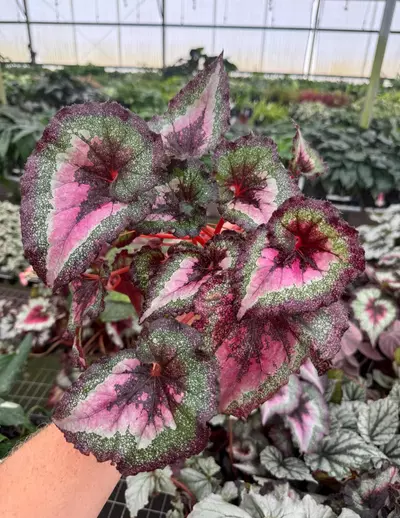 plant/Harmony love potion 4” pot growers choice-1-thumbnail