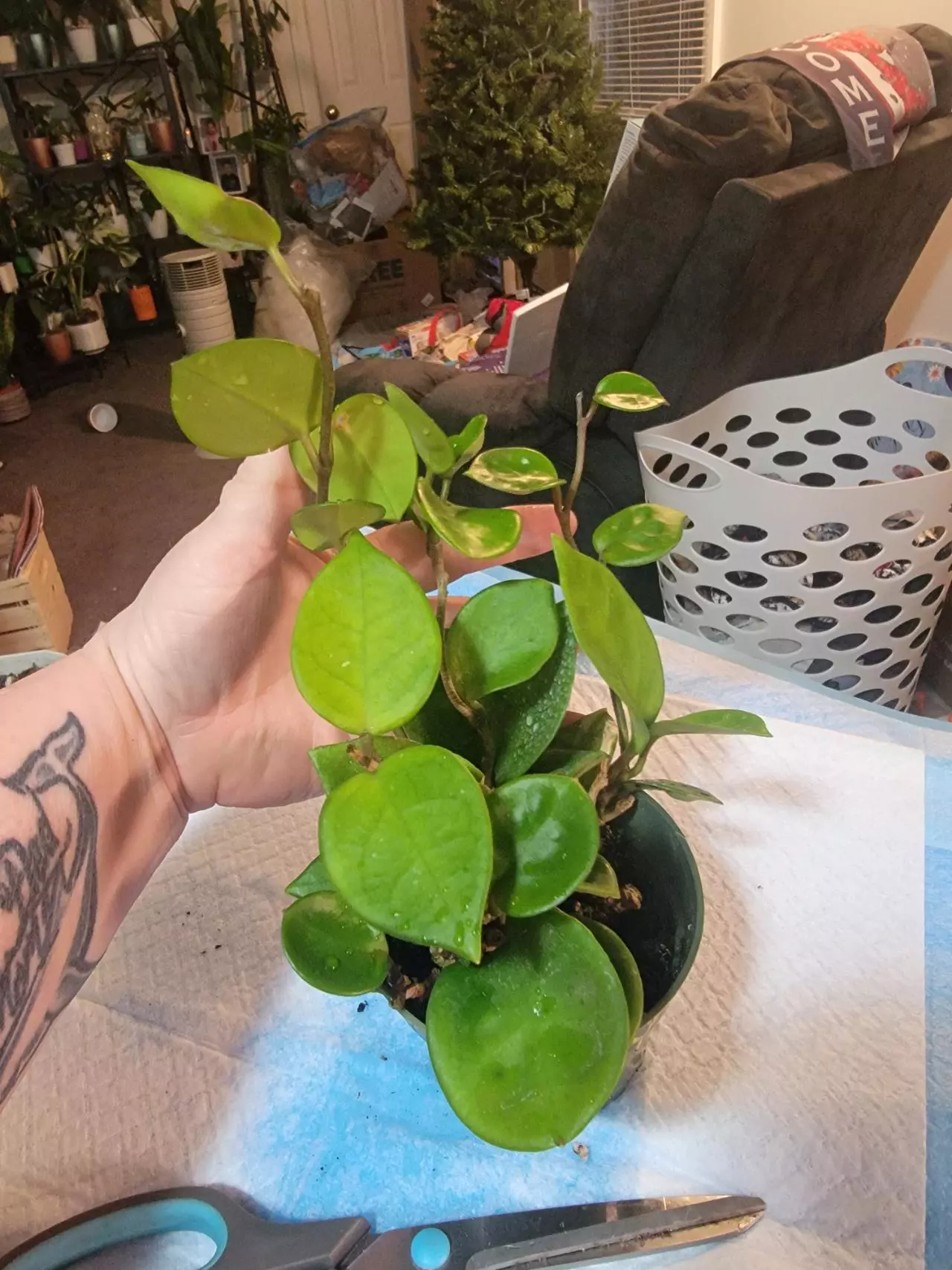 plant/Hoya Chelsa 4"-0