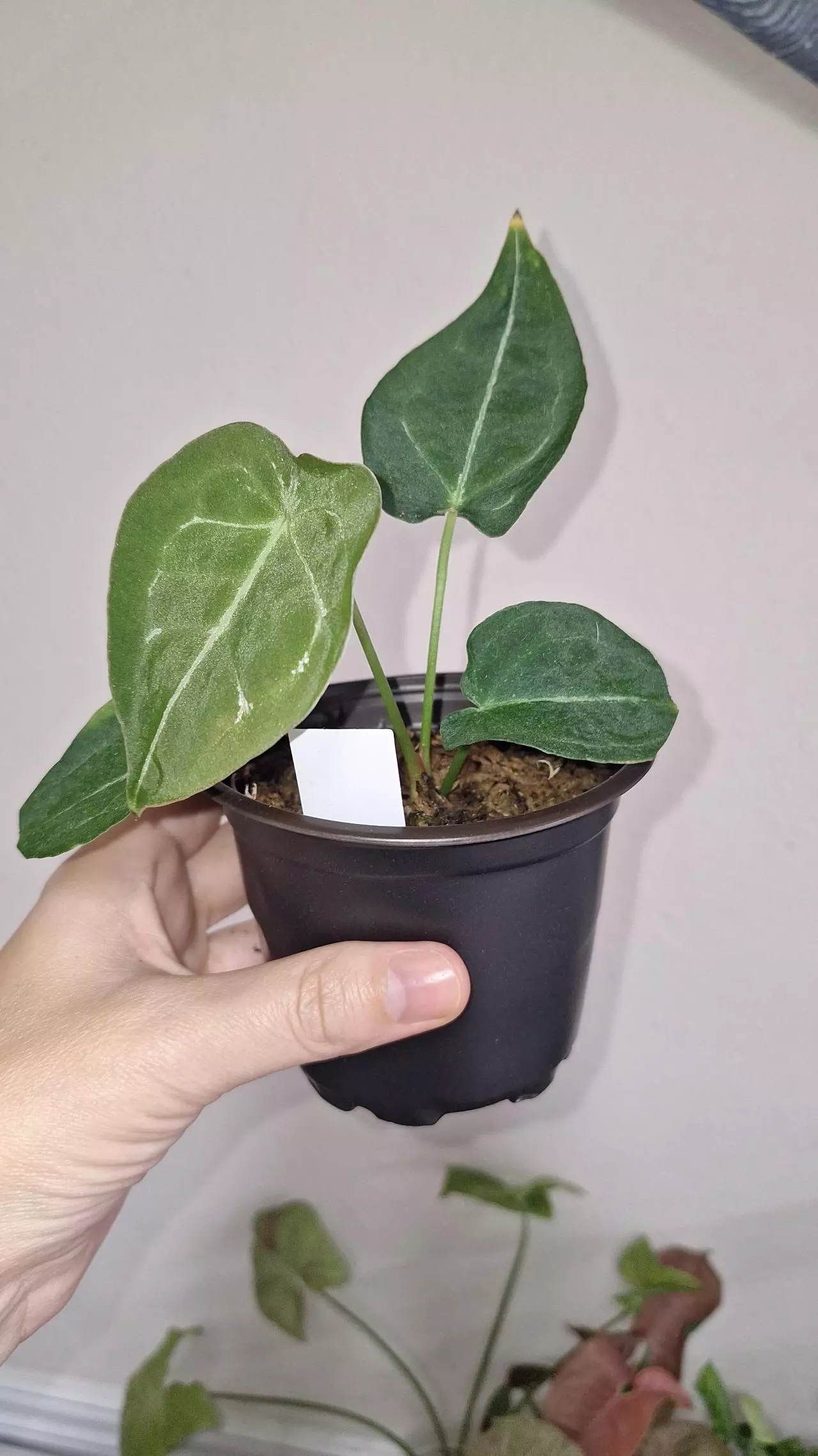 plant/Anthurium Forgetii x Vitarifolium-2