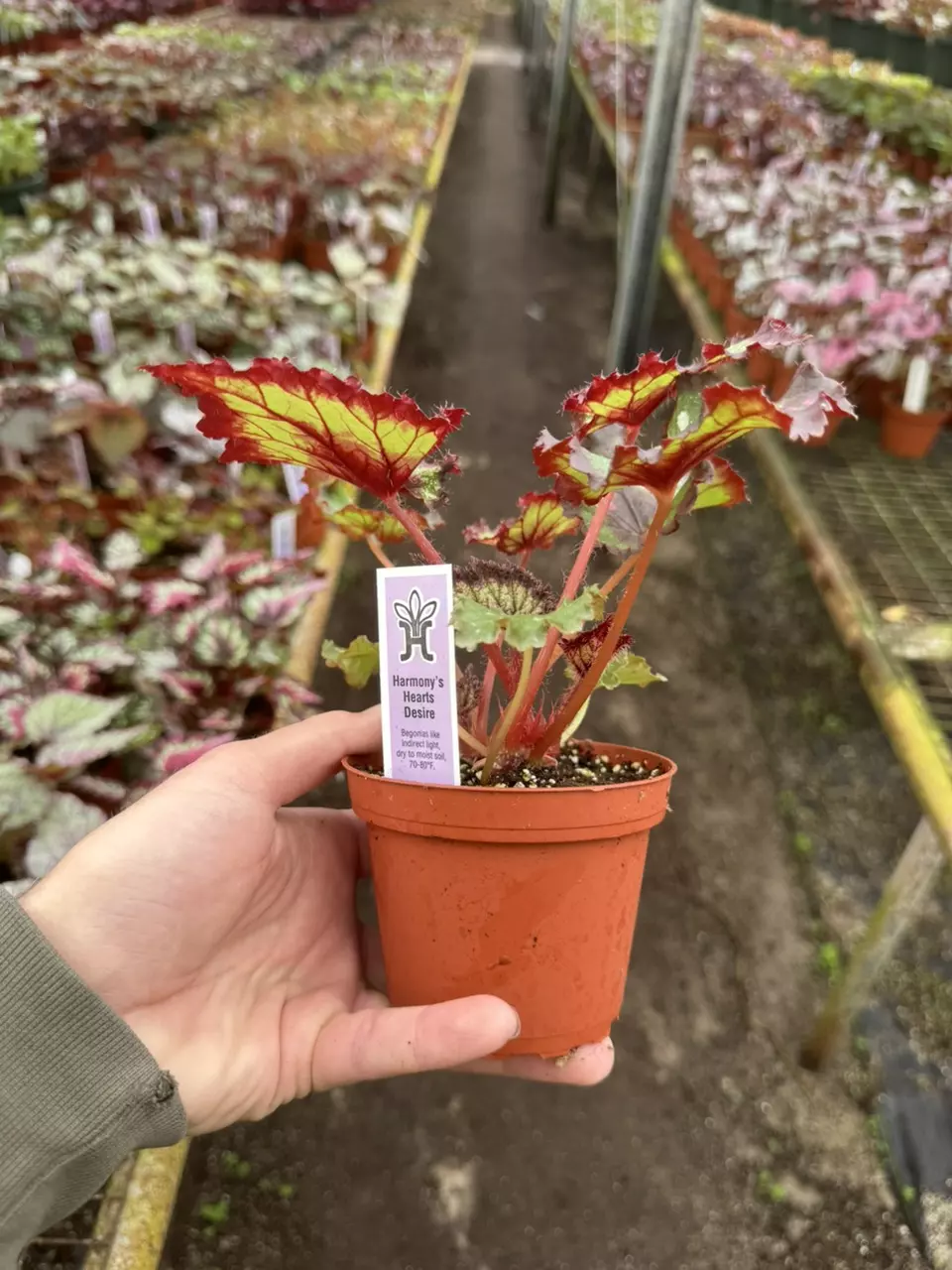 plant/Harmony’s hearts desire 4” pot growers choice-6