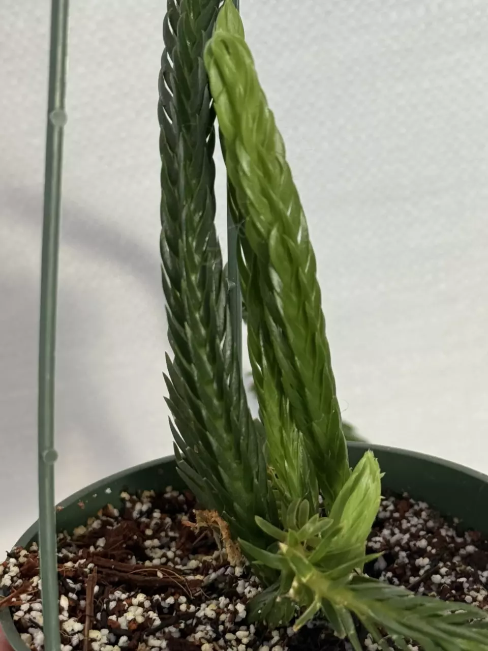 plant/Huperzia Hexagon (lovers choice)-1