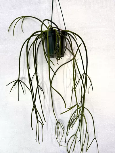 plant/XL Rhipsalis Baccifera (last one!)-0-thumbnail