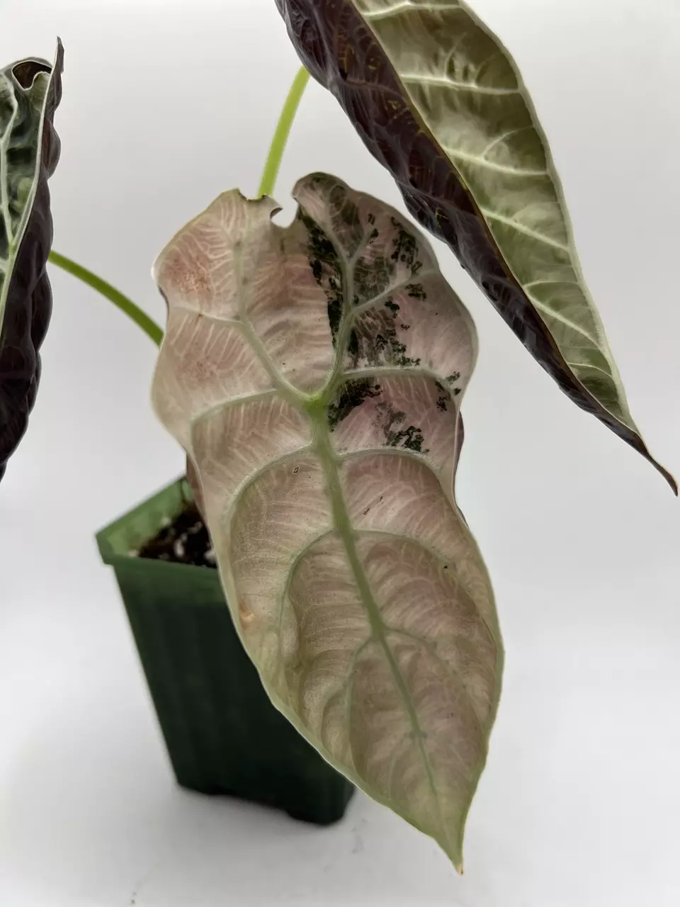 plant/Alocasia Watsoniana Pink Corms-0