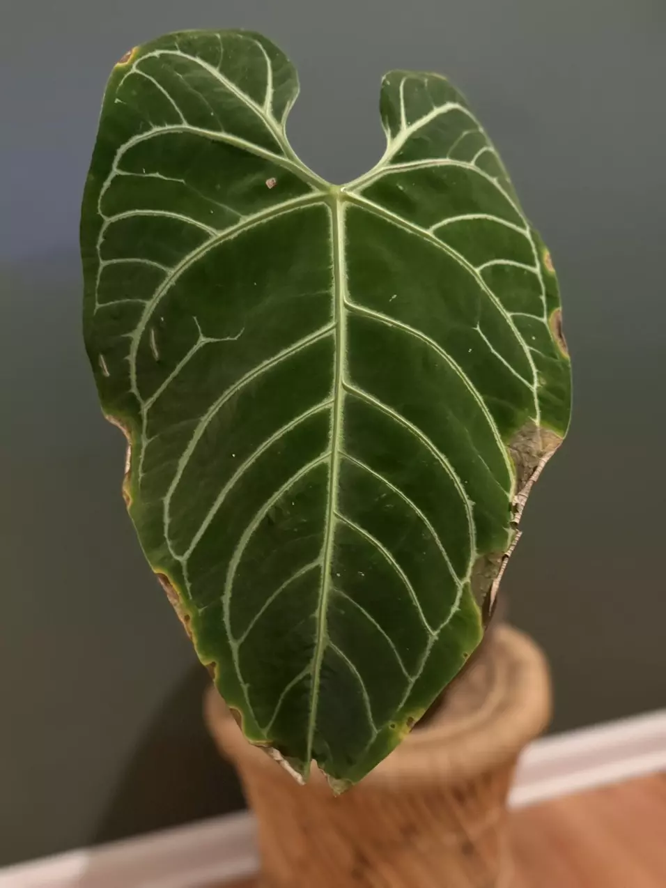 plant/Anthurium Regale XL with active growth point-1