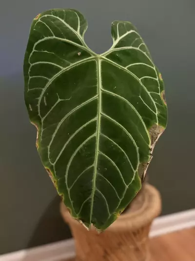 plant/Anthurium Regale XL with active growth point-1-thumbnail